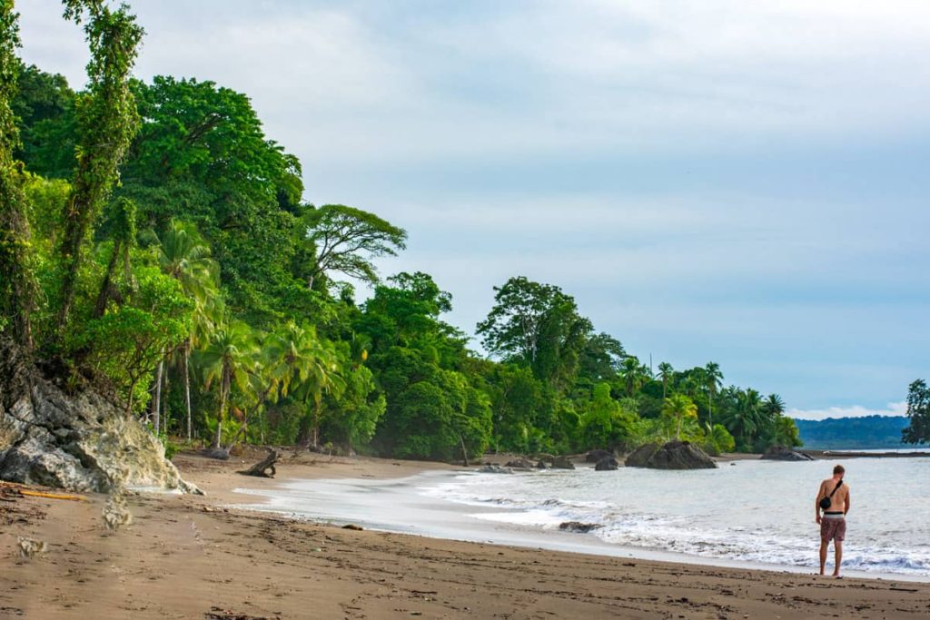 Pacific Coast Colombia Beach with Palm Trees