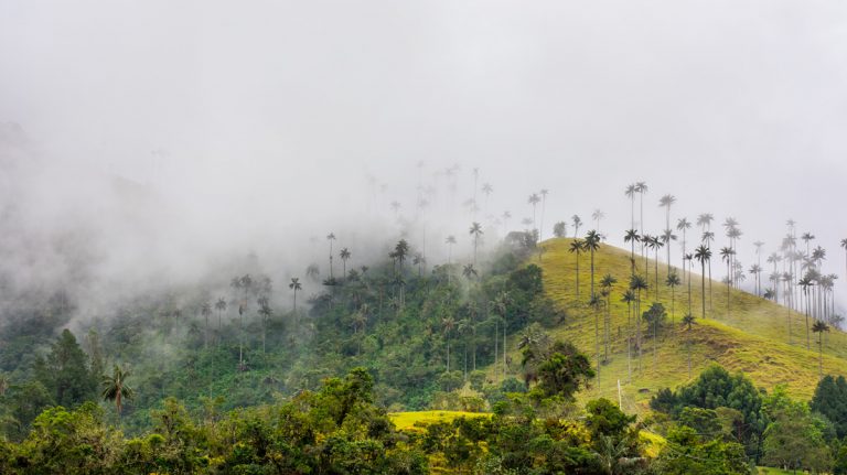 Valle De Cocora: Colombia’s Must See Spot Now