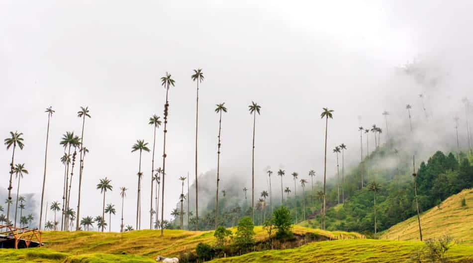 Valle De Cocora Palm Trees in Salento Colombia