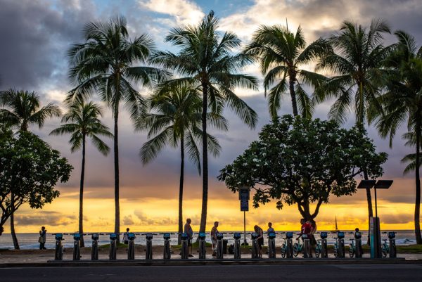 Shark Dive Oahu: Where to Swim with Sharks NOW! (2023)